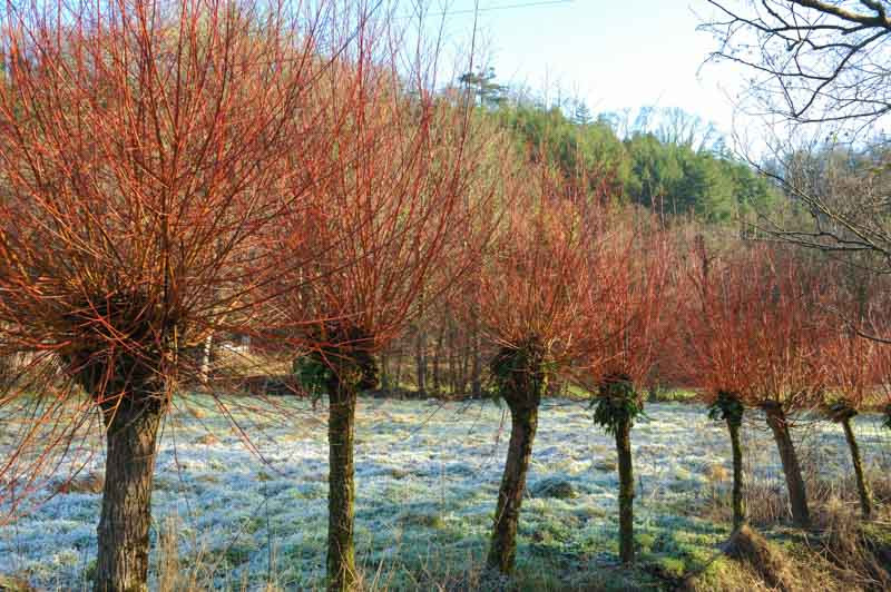 Salix, Willows, Scarlet Willow, Golden Willow, Dappled Willow, Shrubs, Trees, Winter Interest, Salix integra