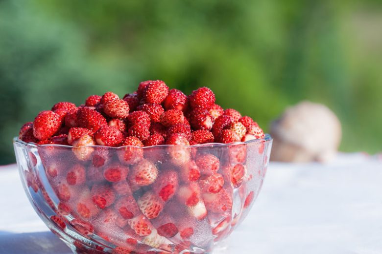 Fragaria vesca, Wild Strawberry, Alpine Strawberry, Fragaria × ananassa Fraise des Bois, Fraise Des Bois, Wood Strawberry, evergreen shrub, Strawberries, Red Fruit, White flowers