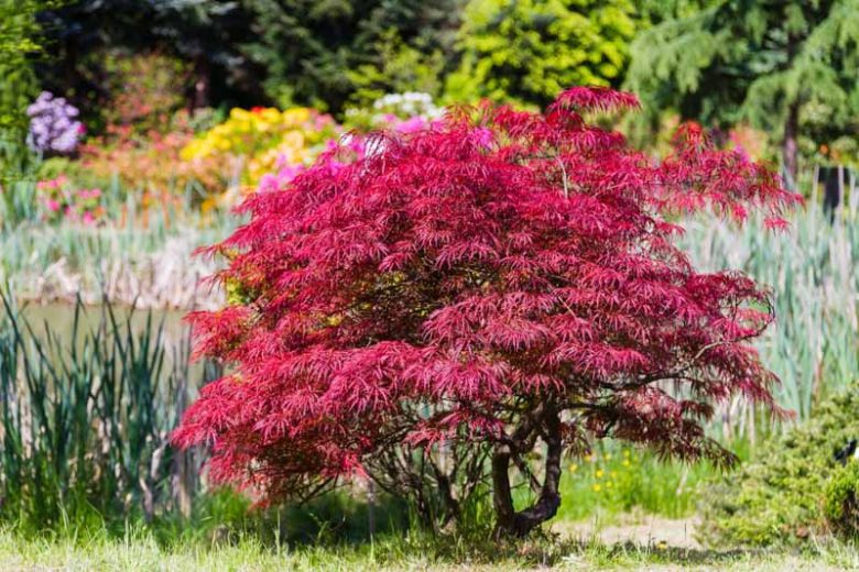 Acer palmatum 'Beni-Maiko', Japanese Maple Beni-Maiko, Tree with fall color, Fall color, Attractive bark Tree, red leaves, Red Acer, Red Japanese Maple, Red Maple