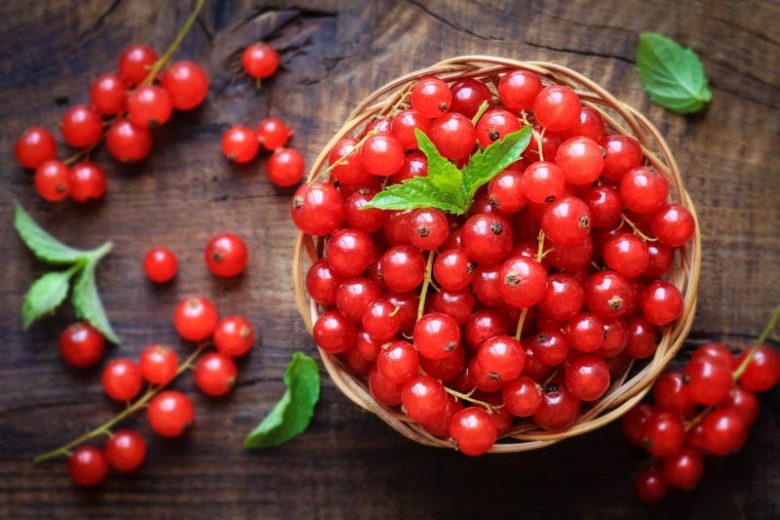 Ribes rubrum 'Red Lake', Red Currant 'Red Lake', Redcurrant 'Red Lake', Red Berries, Red Currants, Fruit Shrub