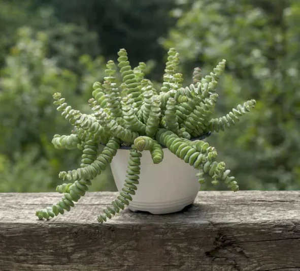 Crassula perforata, String of Buttons, succulents, Stacked Crassula, Necklace Vine