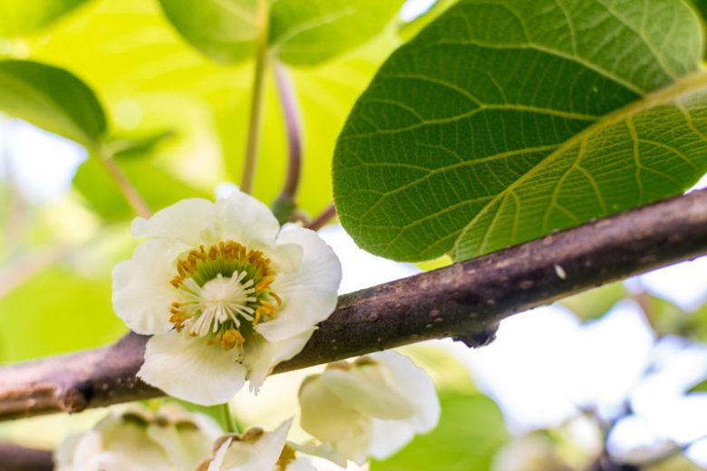 Actinidia deliciosa, Kiwifruit, Kiwi Fruit, Chinese Gooseberry, Smooth-skinned Kiwifruit, Yangtao, Vines, Climbers, Kiwi Vine