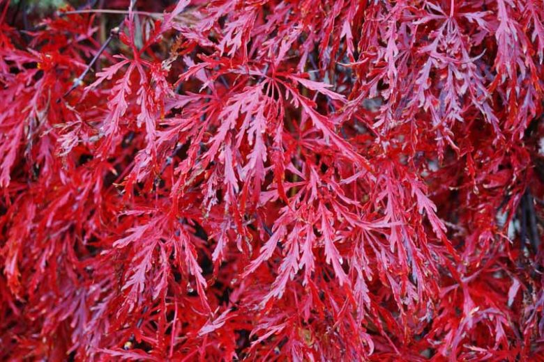 Acer palmatum 'Garnet', Japanese Maple 'Garnet', Acer palmatum 'Dissectum Garnet', Acer palmatum 'Garnet', Tree with fall color, Fall color, Attractive bark Tree, purple leaves, Purple Acer, Purple Japanese Maple, Purple Maple