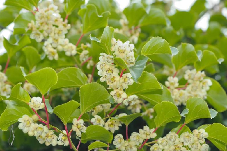 Actinidia arguta 'Issai', Hardy Kiwi Vine 'Issai', Bower Actinidia 'Issai', Hardy Kiwi 'Issai', Tara Vine 'Issai', Yang Tao 'Issai', Kiwifruit, Kiwi Fruits, Vines, Climbers, Kiwi Vine