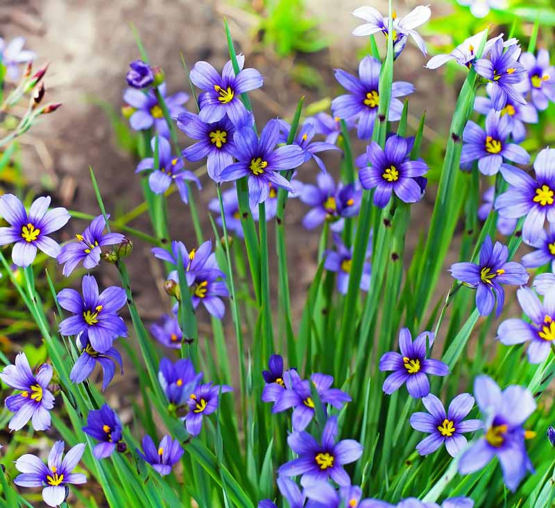 Sisyrinchium, Blue-Eyed Grass, Western Blue-Eyed Grass, Californian Blue-Eyed Grass, Sisyrinchium bellum, Narrowleaf Blue-Eyed Grass, Narrow-Leaf Blue-Eyed-grass, Bermuda Blue-Eyed Grass, Sis