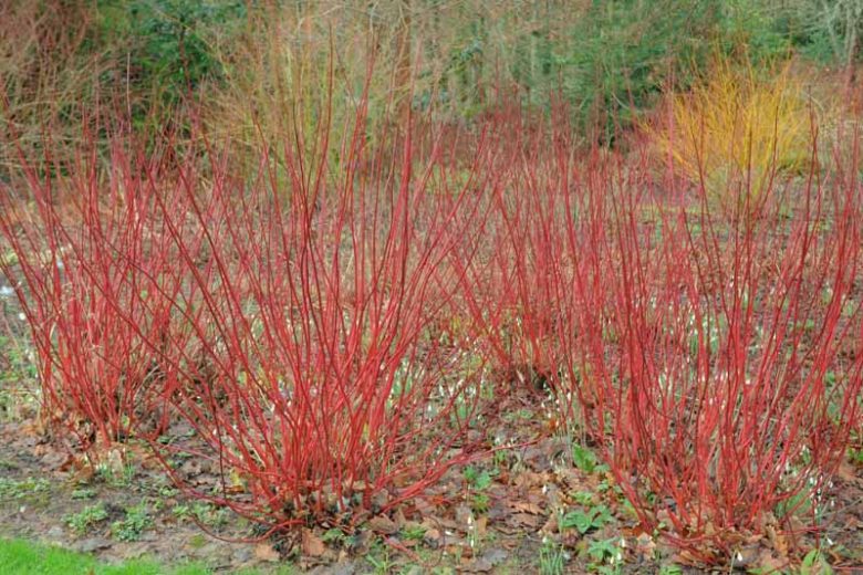 Cornus Alba, Tatarian Dogwood 'Sibirica', Red-Barked Dogwood 'Sibirica', White Dogwood 'Sibirica', Siberian Dogwood 'Sibirica', Deciduous Shrubs, Foliage, Fall color, Winter color, shrub with berries