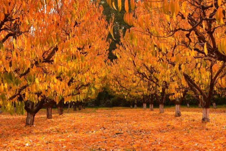 Peach tree, Peach, Peaches, Prunus persica
