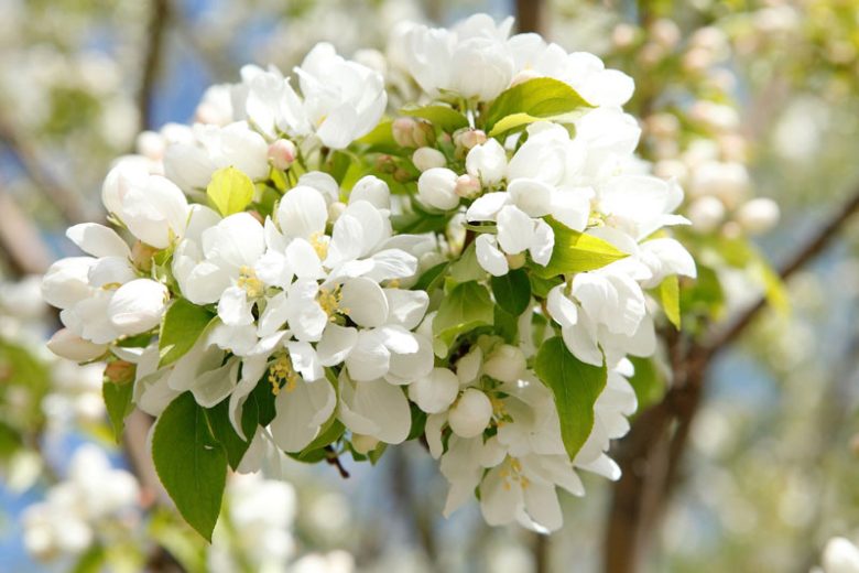 Malus domestica 'Golden Delicious', Apple 'Golden Delicious', Golden Delicious Apple, Malus 'Golden Delicious', Yellow Apple, White flowers,