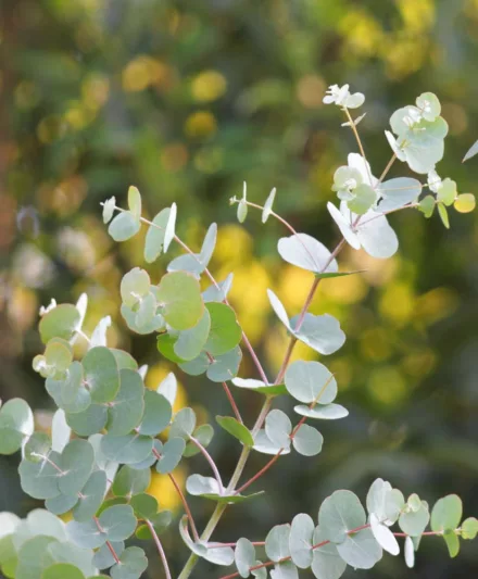Eucalyptus gunnii, Cider Gum, Cider Tree, Tasmanian Cider Tree, Evergreen Tree, Bark, Aromatic Leaves