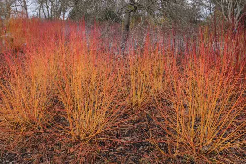 Cornus Sanguinea 'Midwinter Fire', Bloodtwig Dogwood 'Midwinter Fire', European Dogwood 'Midwinter Fire', Dogwood 'Midwinter Fire', Deciduous Shrubs, Foliage, Fall color, Winter color