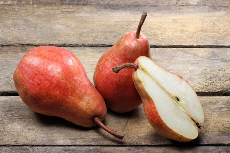 Pyrus communis 'Red Sensation Bartlett', Pear 'Red Sensation Bartlett', Red Sensation Bartlett Pear, Pyrus 'Red Sensation Bartlett', European Pear, Common Pear, Wild Pear, Choke, Red Pear