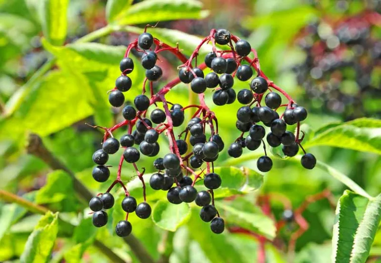 Sambucus, sambucus nigra, sambucus racemosa, sambucus canadensis, Eler, Elderberry, European Elder, American Elder, Elderberry