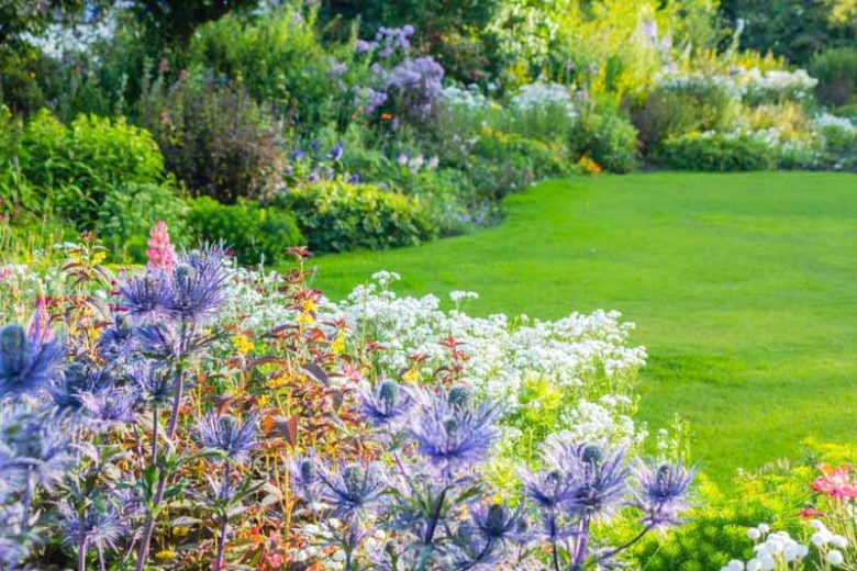 Eryngium alpinum, Alpine Sea Holly, Alpine Eryngo, Blue flowers, Blue perennials