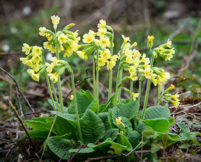Primula elatior, Oxlip, Great cowslip, True Oxlip, Bardfield Oxlip, Shade plants, shade perennial, yellow flowers, plants for shade, deer resistant plants, deer resistant perennials