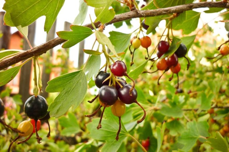 Ribes Odoratum, Clove Currant, Buffalo Currant, Missouri Currant, Ribes aureum, Ribes fragrans, Black Berries, Black Currants, Yellow Flowers, flowering shrub, fragrant shrub