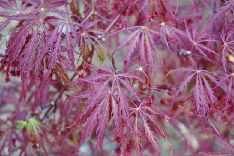 Acer palmatum 'Garnet', Japanese Maple 'Garnet', Acer palmatum 'Dissectum Garnet', Acer palmatum 'Garnet', Tree with fall color, Fall color, Attractive bark Tree, purple leaves, Purple Acer, Purple Japanese Maple, Purple Maple