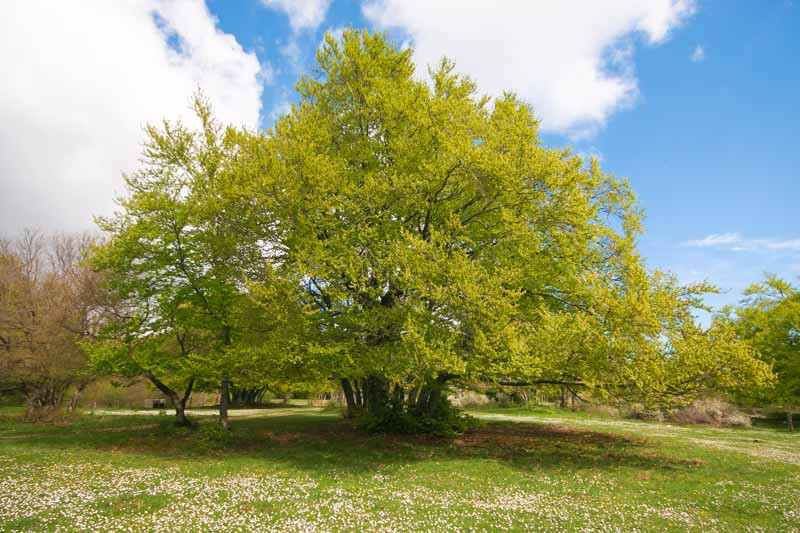 Fagus, Fagus sylvatica, Fagus grandifolia, American Beech, Purple Beech, White Beech, Red Beech, Ridge Beech, Beechnut Tree, European Beech, Common Beech