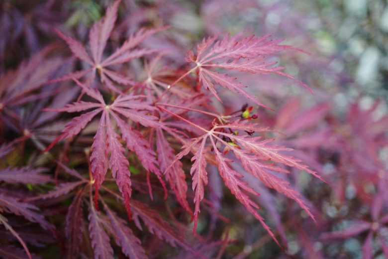 Acer palmatum 'Garnet', Japanese Maple 'Garnet', Acer palmatum 'Dissectum Garnet', Acer palmatum 'Garnet', Tree with fall color, Fall color, Attractive bark Tree, purple leaves, Purple Acer, Purple Japanese Maple, Purple Maple