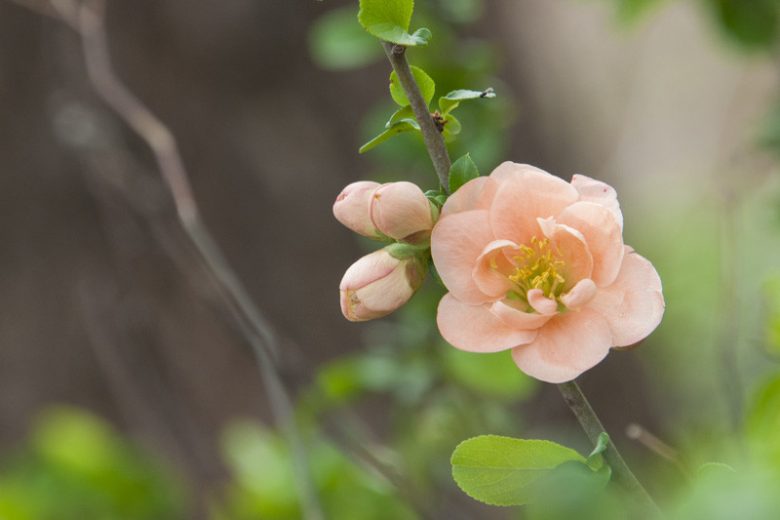 Chaenomeles speciosa 'Geisha Girl',Japanese Quince 'Geisha Girl', Flowering Quince 'Geisha Girl', Chaenomeles japonica 'Geisha Girl', Japanese Flowering Quince, Pink flowers, Apricot flowers, Early Spring blooms