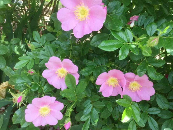 Rosa virginiana, Virginia Rose, Wild Rose, Prairie Rose, American Dwarf Wild Rose, Shining-Leaved Rose, Rosa lucida, Shrub Roses, Pink roses, Hardy roses