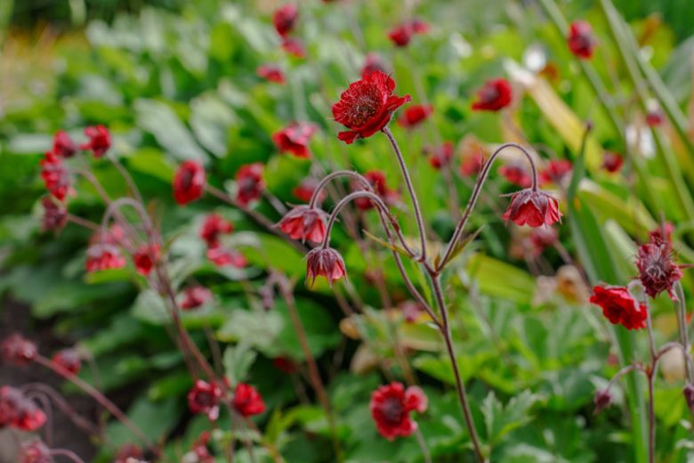 Geum rivale Leonard's Variety, Water Avens Leonard's Variety, Chocolate Root Leonard's Variety,  Indian Chocolate Leonard's Variety, Purple Avens Leonard's Variety