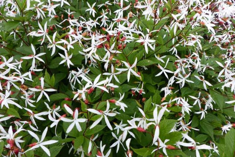 Gillenia Trifoliata, Bowman's Root, Indian physic, Porteranthus Trifoliata