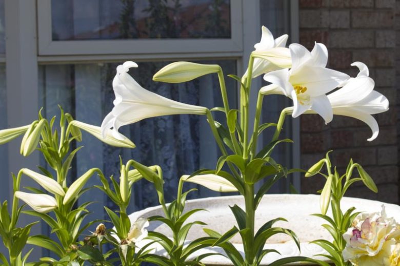 Lilium Candidum, Madonna Lily, White Lily, French Lily, Juno's Rose, St Joseph's Lily, Annunciation Lily, Ascension Lily, Bourbon Lily, Summer Bulb, White Lilies, Fragrant Lilies, Trumpet Lilies, Lily Flower,  Lily Flowers