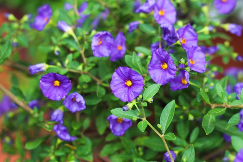 Solanum rantonnetii, Blue Potato Bush, Lycianthes rantonnetii, evergreen shrub, evergreen potato vine, purple flowers, Blue Flowers
