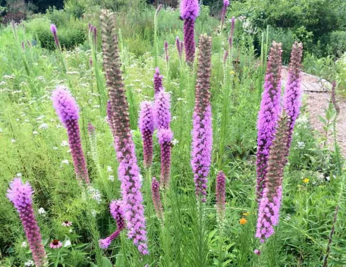 Liatris pycnostachya, Prairie Blazing Star, Kansas Gayfeather, Kansas Gay Feather, Cat-Tail Gay Feather, Prairie Button, Purple Liatris, Purple Flowers