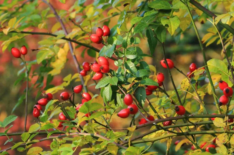 Rosa canina, Dog Rose, Bird Briar, Briar Rose, Buckieberries, Canker, Cankerberry, Canker Flower, Canker Rose, Cat Whin, Choop Tree, Common Brier, Dog Briar, Dog Brier, Hep Briar, Hep Rose, Hep Tree, Wild Roses, Shrub Roses, Pink roses, Hardy roses