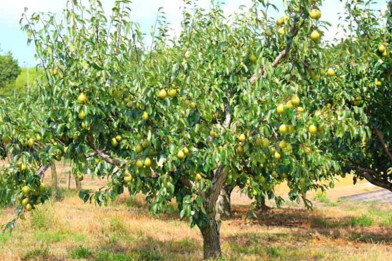 Pyrus communis 'Bosc', Pear 'Bosc', Bosc Pear, Pyrus 'Bosc', Pyrus 'Beurre Bosc', Pyrus 'Golden Russet', European Pear, Common Pear, Wild Pear, Choke, Yellow Pear, White Flowers