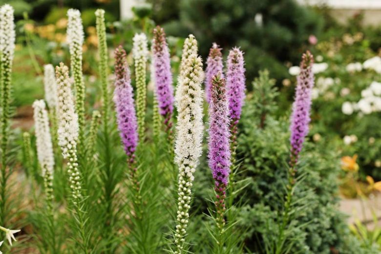 Liatris spicata, Button Snakeroot information, Dense Blazing Star information, Kansas Gayfeather information, Spike Gayfeather information