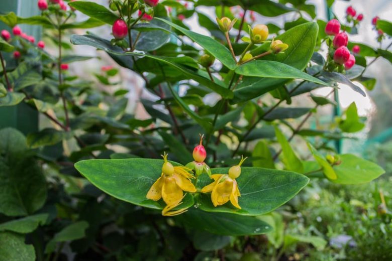 Hypericum x hidcoteense 'Hidcote', St. John's Wort 'Hidcote', Hypericum patulum 'Hidcote', Hypericum 'Hidcote', Hypericum 'Hidcote Gold', Evergreen Shrub, yellow flowers, Hypericum, St John's Wort