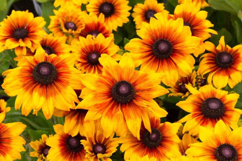 Rudbeckia Summerina Yellow, Summerina Yellow Gloriosa Daisy, Gloriosa Daisy Summerina Yellow, Rudbeckia Summerina Yellow, Rudbeckia hirta, Black-eyed Susan Summerina Yellow, Yellow Rudbeckia, Yellow Flowers