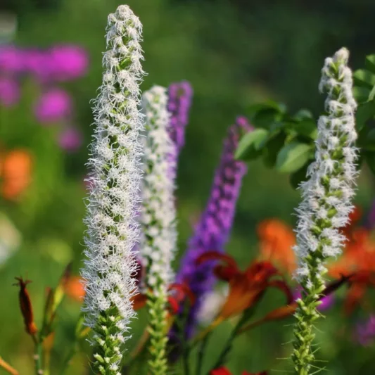 Liatris spicata 'Alba', Gayfeather 'Alba', White Gayfeather, White Blazing Star, White liatris, White Flowers, Button Snakeroot 'Alba', Blazing Star 'Alba', Kansas Gayfeather 'Alba', Spike Gayfeather Alba
