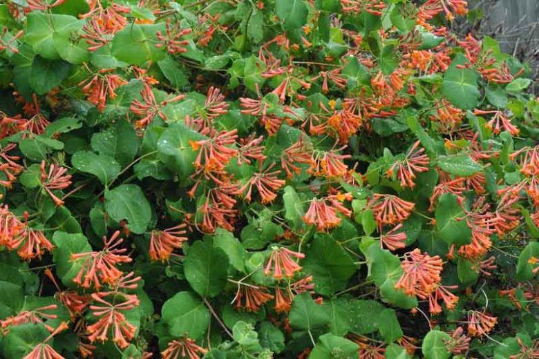 Lonicera × brownii 'Dropmore Scarlet', Honeysuckle 'Dropmore Scarlet', Lonicera sempervirens 'Dropmore Scarlet', Red flowers, Orange flowers, Semi-evergreen vine, semi-evergreen climber