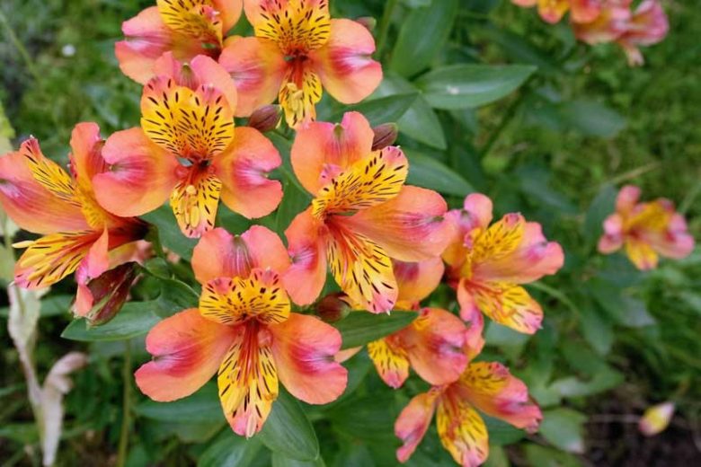 Alstroemeria 'Princess Ariane', Peruvian Lily 'Princess Ariane', Lily of the Inca 'Princess Ariane', Parrot Lily 'Princess Ariane', Alstroemeria 'Zapriari', Princess Series, Orange Lily, Orange Peruvian Lily, Orange Alstroemeria, Lily flower, Lily Flower