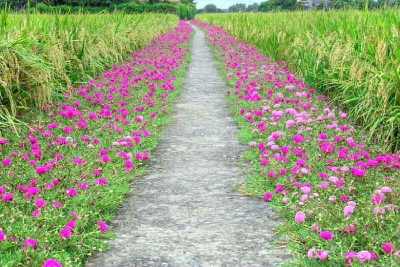 Portulaca grandiflora, Rose Moss, Eleven o'clock, Mexican Rose, Moss Rose, Vietnam Rose, Sun Rose, Rock Rose, Drought tolerant perennials, Yellow perennial flowers, Red perennial flowers, succulent, Low maintenance perennial, perennial ground cover