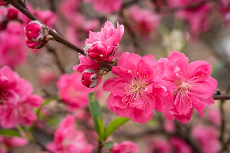 Prunus persica 'Bonanza', Peach 'Bonanza', Peach Tree, Flowering Tree, Fruit Tree