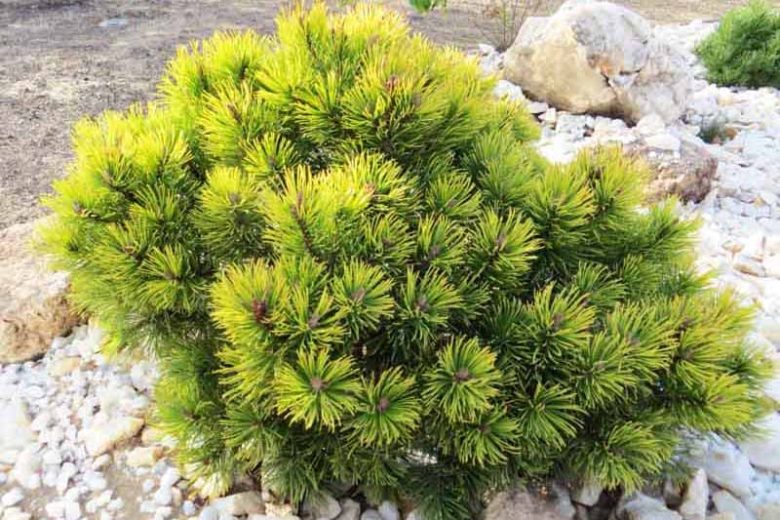 Pinus mugo 'Ophir', Dwarf Mountain Pine 'Ophir', Dwarf Pine 'Ophir', Drooping Cone Pine 'Ophir', Mountain Pine 'Ophir', Swiss Mountain Pine 'Ophir',Evergreen Conifer, Evergreen Shrub, Yellow Conifer
