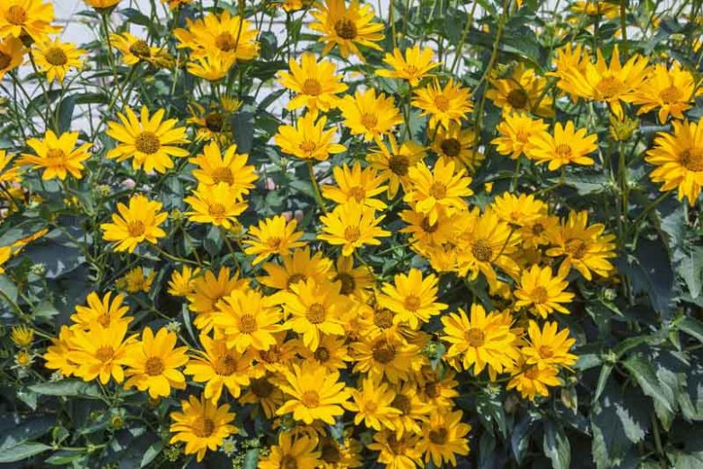 Helianthus tuberosus, Jerusalem Artichoke, Canada Potato, Earth Apple, Girasole, Indian Potato, Pignut, Sunchoke, Yellow Flowers, Yellow Perennials