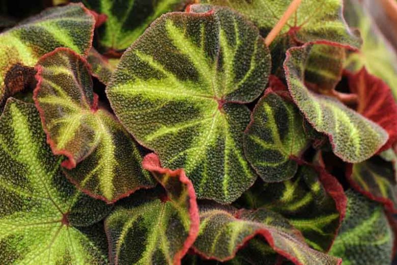 Begonia soli-mutata, Sun-Changing Begonia, Begonia glaziovii, Begonia 'Burle Marx', Rhizomatous Begonias, Summer Perennials, shade plants, Shade flowers, Evergreen Begonia, Bicolor Leaves