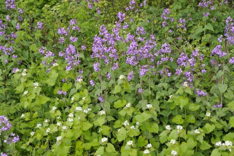 Lunaria Annua, Honesty, Silver Dollar, Dollar Plant, Money Plant, Moonwort, Lunaria, Lunaria Biennis, Dried Flowers, Biennial plant, Purple Flower, Seed Pod