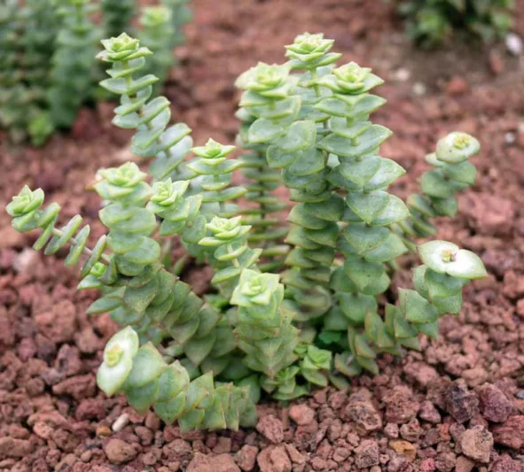 Crassula perforata, String of Buttons, succulents, Stacked Crassula, Necklace Vine