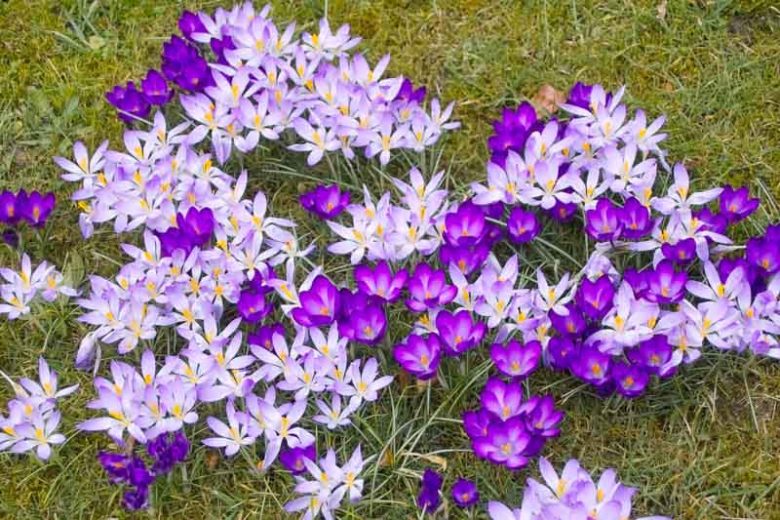 Crocus Tommasinianus, botanical Crocus, Crocus 'Ruby Giant', Early Crocus, Botanical Crocus, Snow Crocus, Lilac Tommy, Spring Bulbs, Spring Flowers, early spring bulb, late winter blooming bulb