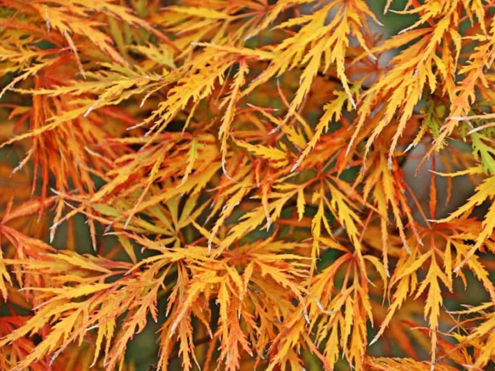 Acer palmatum Dissectum Viride Group, Japanese Maple 'Viridis', Laceleaf Japanese Maple 'Viridis', Cutleaf Japanese Maple 'Viridis', Threadleaf Japanese Maple 'Viridis', Acer palmatum 'Dissectum Viridis', Acer palmatum var. dissectum 'Viridis', Acer 'Viridis', Fall Color, Japanese Maple