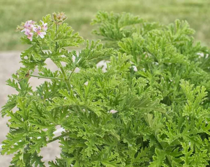 Pelargonium Citronella, Scented Geranium 'Citronella', Citronella Mosquito Plant, Citronella Geranium, evergreen perennial, evergreen shrub, lavender flowers, pink flowers