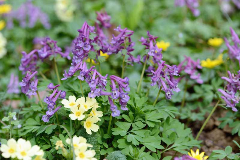 Fumewort, Fumitory, Blue Corydalis, Yellow Fumewort, Corydalis elata, Corydalis lutea, Corydalis flexuosa, Corydalis solida, Corydalis curviflora, Spring perennials, Spring Flowers, Shade Per
