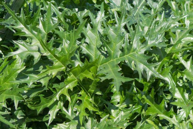 Acanthus spinosus, Armed Bear's Breech, Armed Bear's Breeches, Spiny Bear's Breech, Spiny Bear's Breeches, Shade Plants, Perennial Plants, Shade Perennials