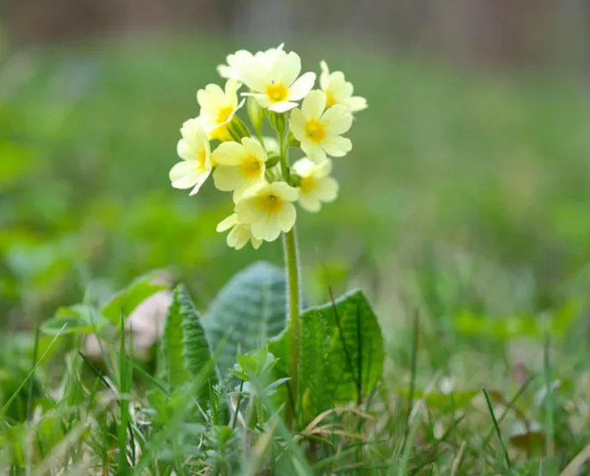 Primula elatior